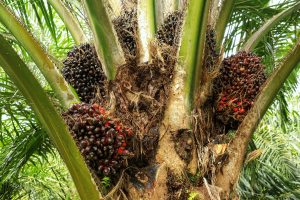Indonesian Farmers Protest Falling Palm Oil Prices Amid Export Ban