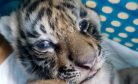 This Tiger Cub is Only the Tip of the Iceberg of an Illegal Trade