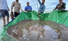 Cambodian Fishermen Pull Endangered Giant Stingray From Mekong River