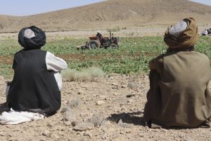 Afghan Taliban Launch Campaign to Eradicate Poppy Crop