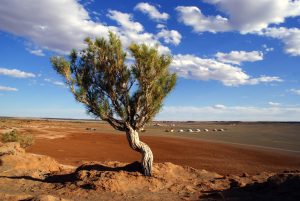 Mongolia’s ‘1 Billion Tree’ Movement