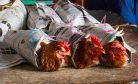 Singapore Braces as Malaysian Chicken Export Ban Comes Into Effect