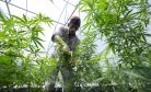 For Medicinal and Other Purposes, Cannabis Makes a Return to Thailand