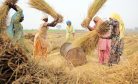 Flip-Flop on Wheat Exports Angers Indian Farmers