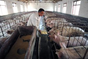 China’s Main Food Security Challenge: Feeding Its Pigs