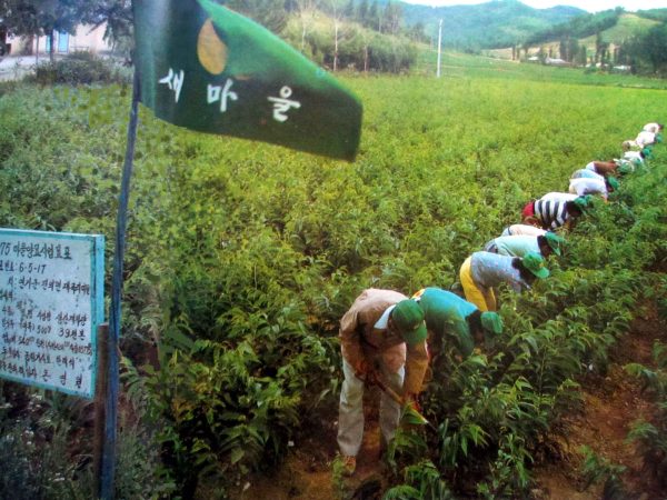 한국식림캠페인 – 외교관