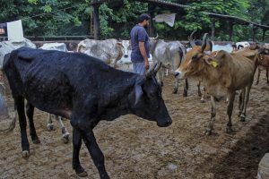Virus kills 100,000 cattle in India and threatens livelihoods