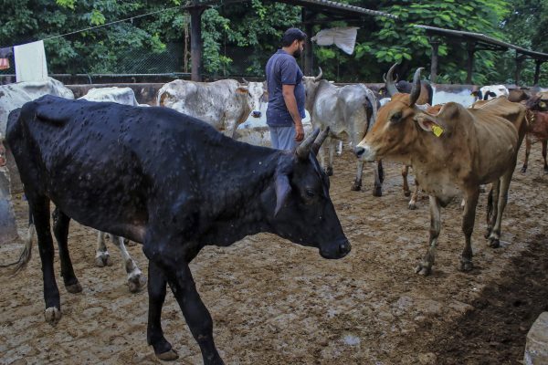 Virus Kills 100,000 Cattle in India, Threatens Livelihoods