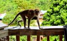 Cambodian Forestry Official Arrested in US Over Alleged Monkey-Smuggling Scheme