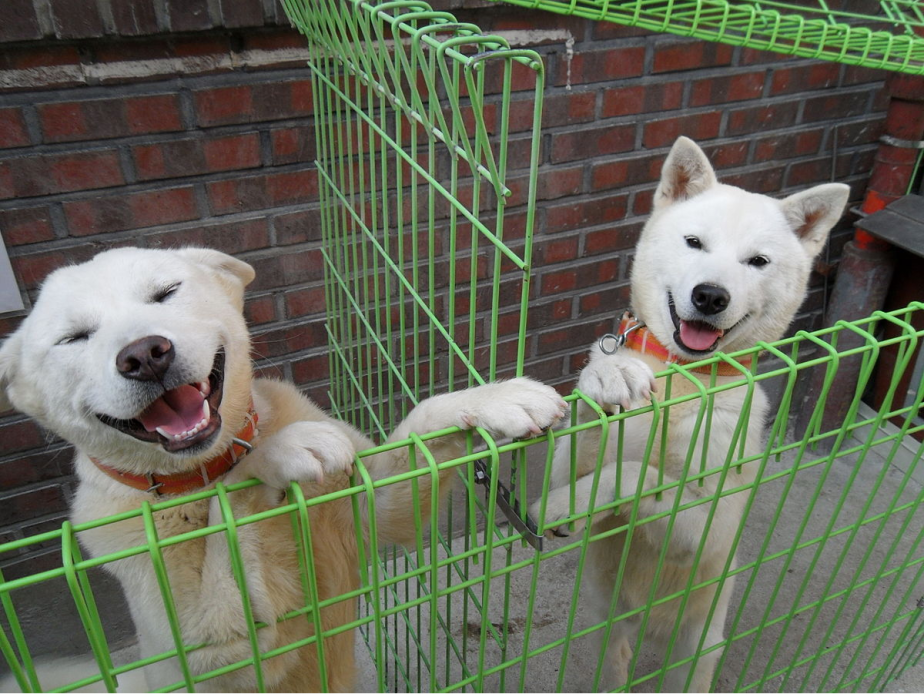Dogs Gifted by North’s Kim Jong Un Resettle in South Korean Zoo The