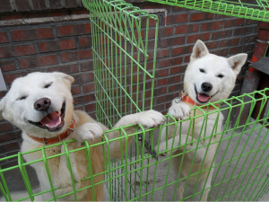 Dogs Gifted by North&#8217;s Kim Jong Un Resettle in South Korean Zoo