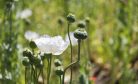 Opium Cultivation Jumps in Myanmar Amid Post-Coup Crisis, UN Says
