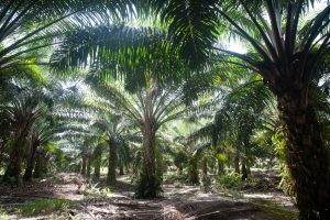 Malaysia, Indonesia to Dispatch Envoys to EU Over Palm Oil Dispute