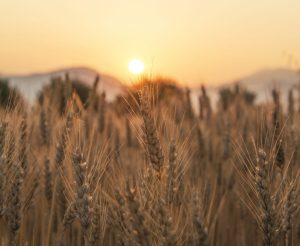 Can Wheat Save North Korea From a Food Crisis?