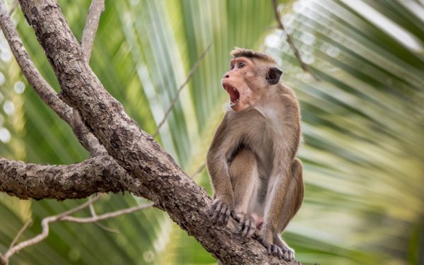 Plan to Export Sri Lankan Monkeys to China Faces Opposition – The ...