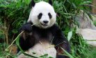 China’s Panda Diplomacy is Not Breeding Conservation