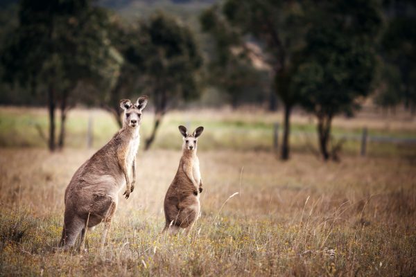 The Case for ‘Kangaroo Diplomacy’ in Australia’s Relations With Vietnam – The Diplomat