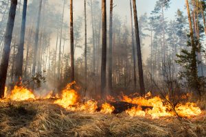 Wildfire in Kazakhstan Sparks Corruption Complaints