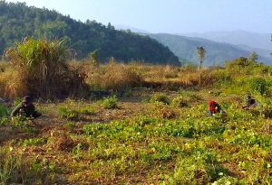 The Unfolding Humanitarian Crisis in Myanmar