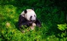 Panda Diplomacy: The Departure of DC&#8217;s Beloved Pandas May Signal a Wider Chinese Pullback