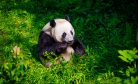 Pandas will become rare in Western zoos as they bear brunt of tensions with  China