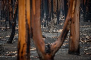 Australian Wildfires: Is the Term &#8216;Bushfire&#8217; Out of Date?
