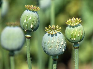 Myanmar Now the World&#8217;s Leading Producer of Opium, UN Says