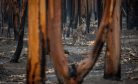 Australian Wildfires: Is the Term &#8216;Bushfire&#8217; Out of Date?
