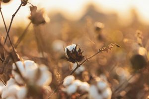 Acute Shortage of Cotton Pickers Results in Coercion by Officials