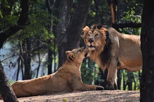 A ‘Muslim&#8217; Lion Cohabiting With a ‘Hindu&#8217; Lioness Has Got the Goat of India’s Hindutva Activists