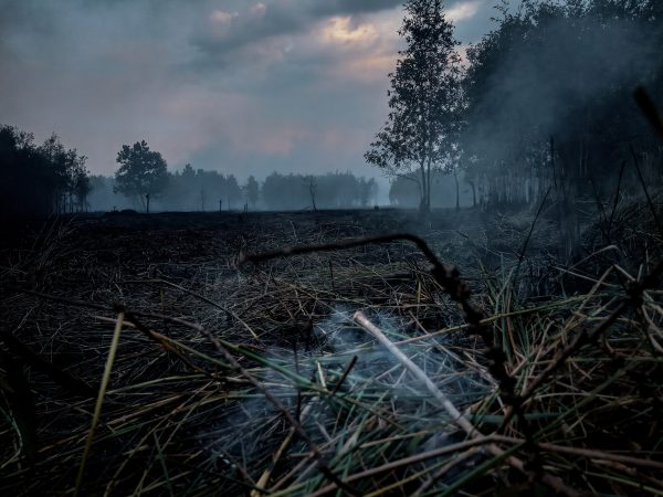Bagaimana Indonesia Dapat Lebih Melindungi Hutan Lahan Gambut di Sumatera – Diplomat