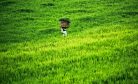 Indonesia Embraces New Thinking Amid Rice Crisis