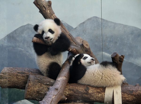 Parsing China’s Panda Diplomacy