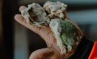 The Consequences of China’s Voracious Appetite for Illicit South African Abalone 