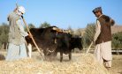 The Taliban’s Make-or-Break Push for Agricultural Self-Sufficiency