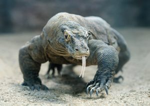 In the Komodo Dragon&#8217;s Lair, Tourism Faces a Delicate Balancing Act