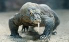 In the Komodo Dragon&#8217;s Lair, Tourism Faces a Delicate Balancing Act