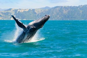 New Zealand Is Falling Behind in Protecting Its Oceans