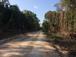 Cambodian Authorities Arrest Environmentalists For Investigating Illegal Logging