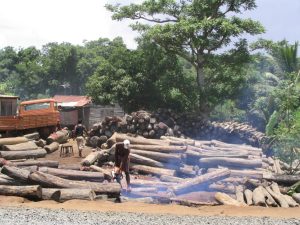 Chinese Demand for Rosewood Empowers Some of Africa&#8217;s Deadliest Terrorist Groups