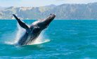 New Zealand Is Falling Behind in Protecting Its Oceans