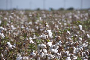 The Legitimization of Land Grabbing in Uzbekistan’s Cotton Sector 