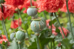 Myanmar Remains World&#8217;s Leading Source of Illegal Opium Cultivation