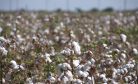 The Legitimization of Land Grabbing in Uzbekistan’s Cotton Sector 