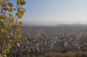 Pickers and Clusters: A Complex Array of Issues Confronts Uzbekistan’s Evolving Cotton Industry