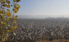 Pickers and Clusters: A Complex Array of Issues Confronts Uzbekistan’s Evolving Cotton Industry