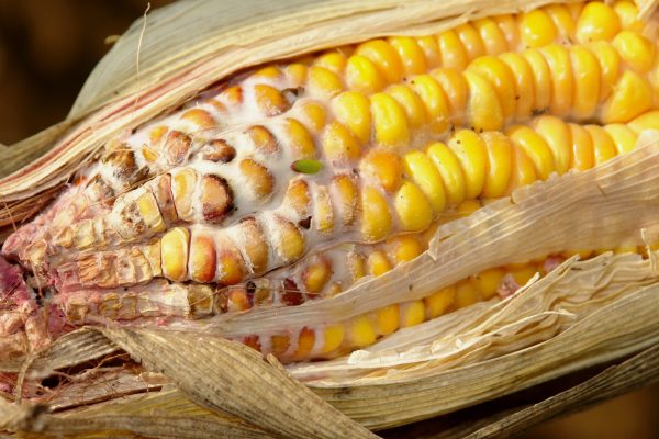 How a Fungus Came to Highlight the Breakdown of China-US Academic Ties