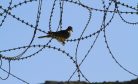 No Safe Return: The Case Against Deporting Afghan Refugees