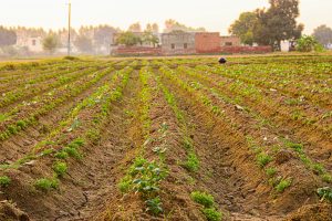 Between Sectors, Between Worlds: The Significance of Seasonal Labor in India