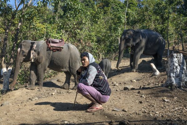Myanmar’s Elephants are Partners in Resistance and Relief
